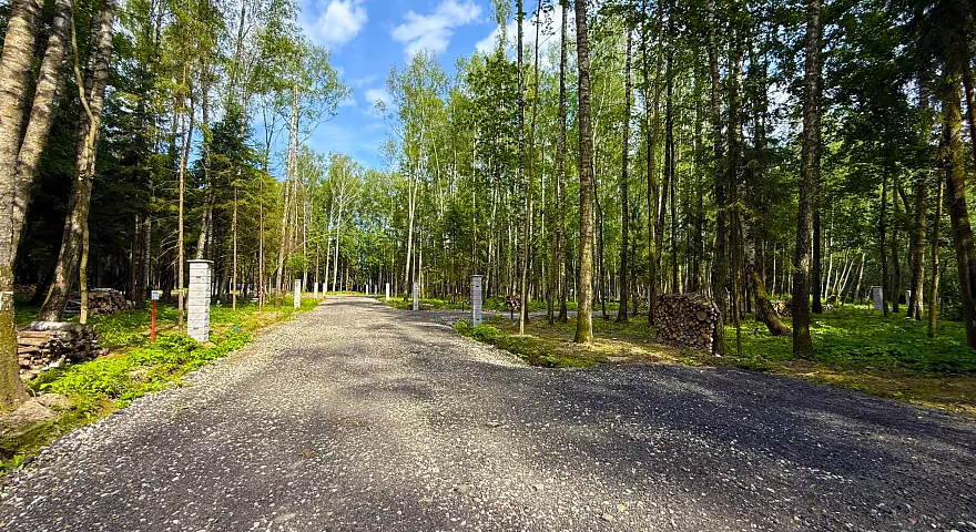 Лесной простор