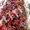 thumb_image_3