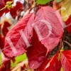 thumb_image_4
