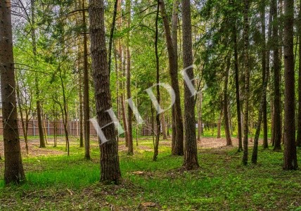 Лес Маслово