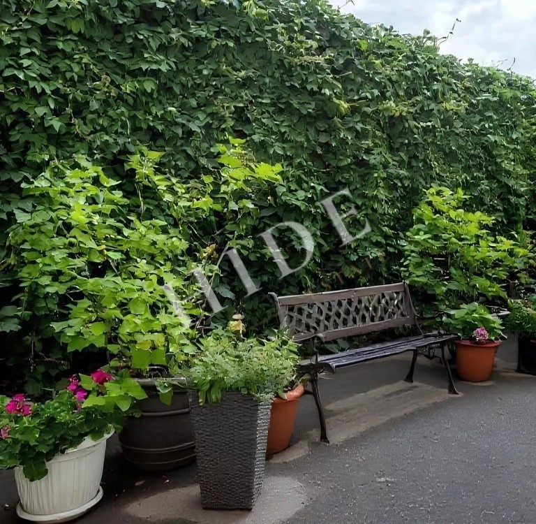 product_image_4